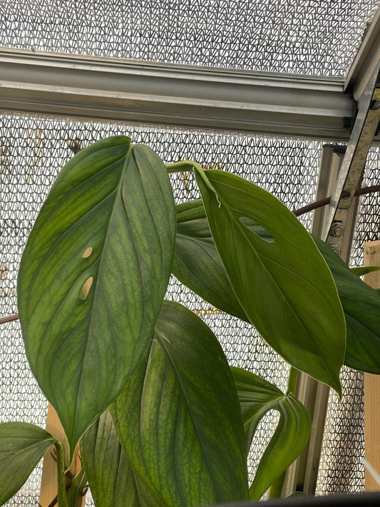 Monstera Adansonii sp Adansonii - very rare