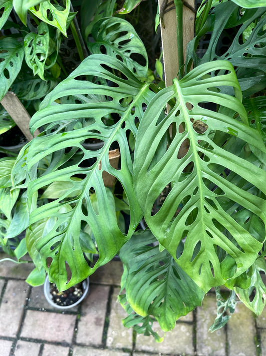 Monstera Adansonii Fairchild Double Window - Silky Leaves