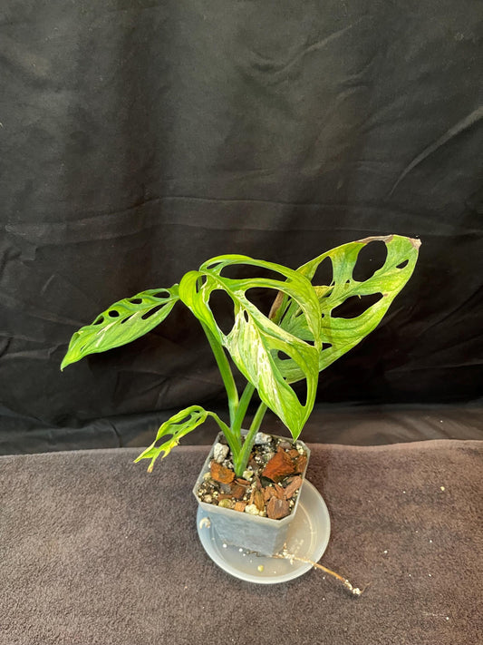 Monstera Adansonii Mint