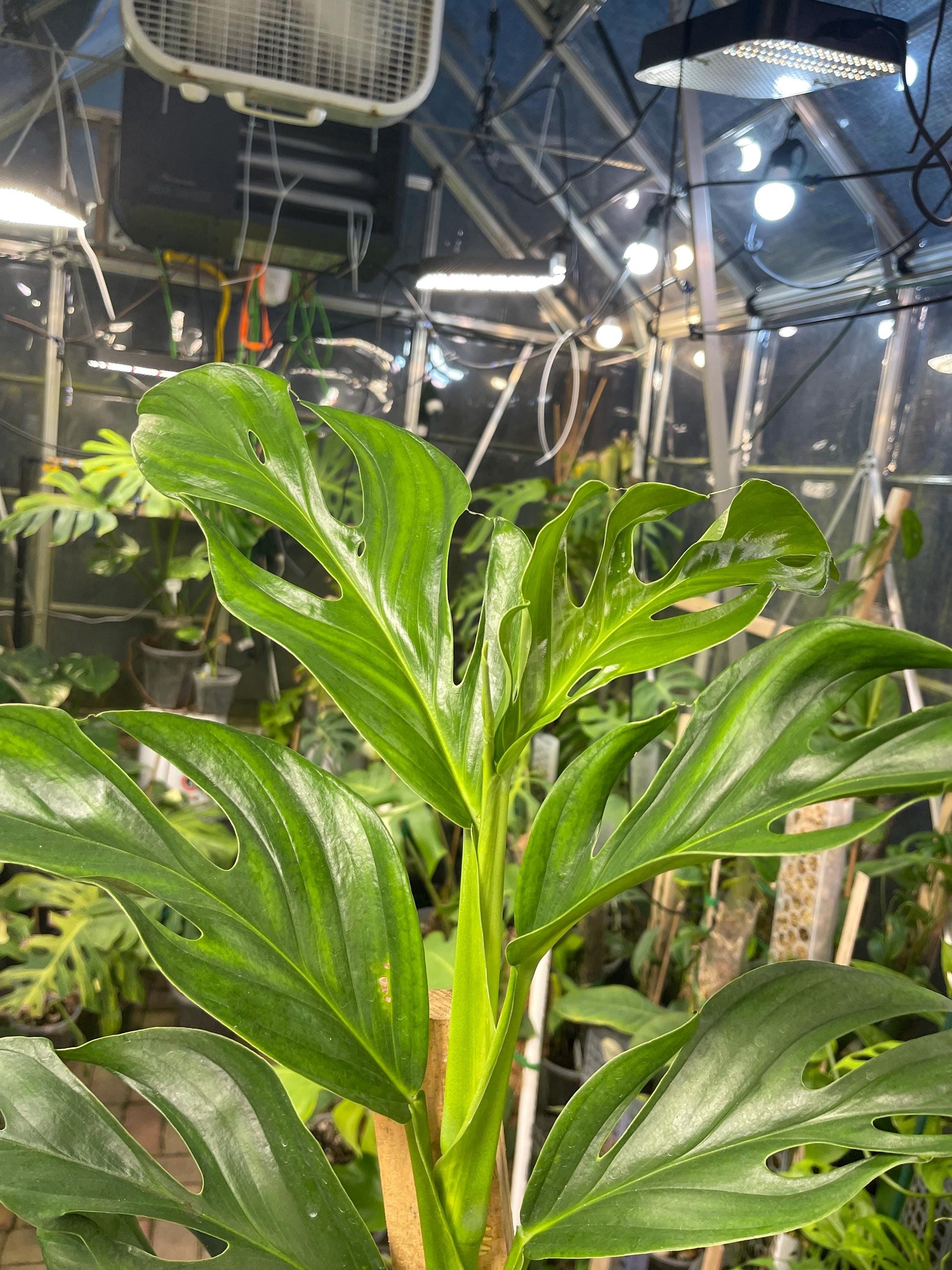 Monstera Dissecta