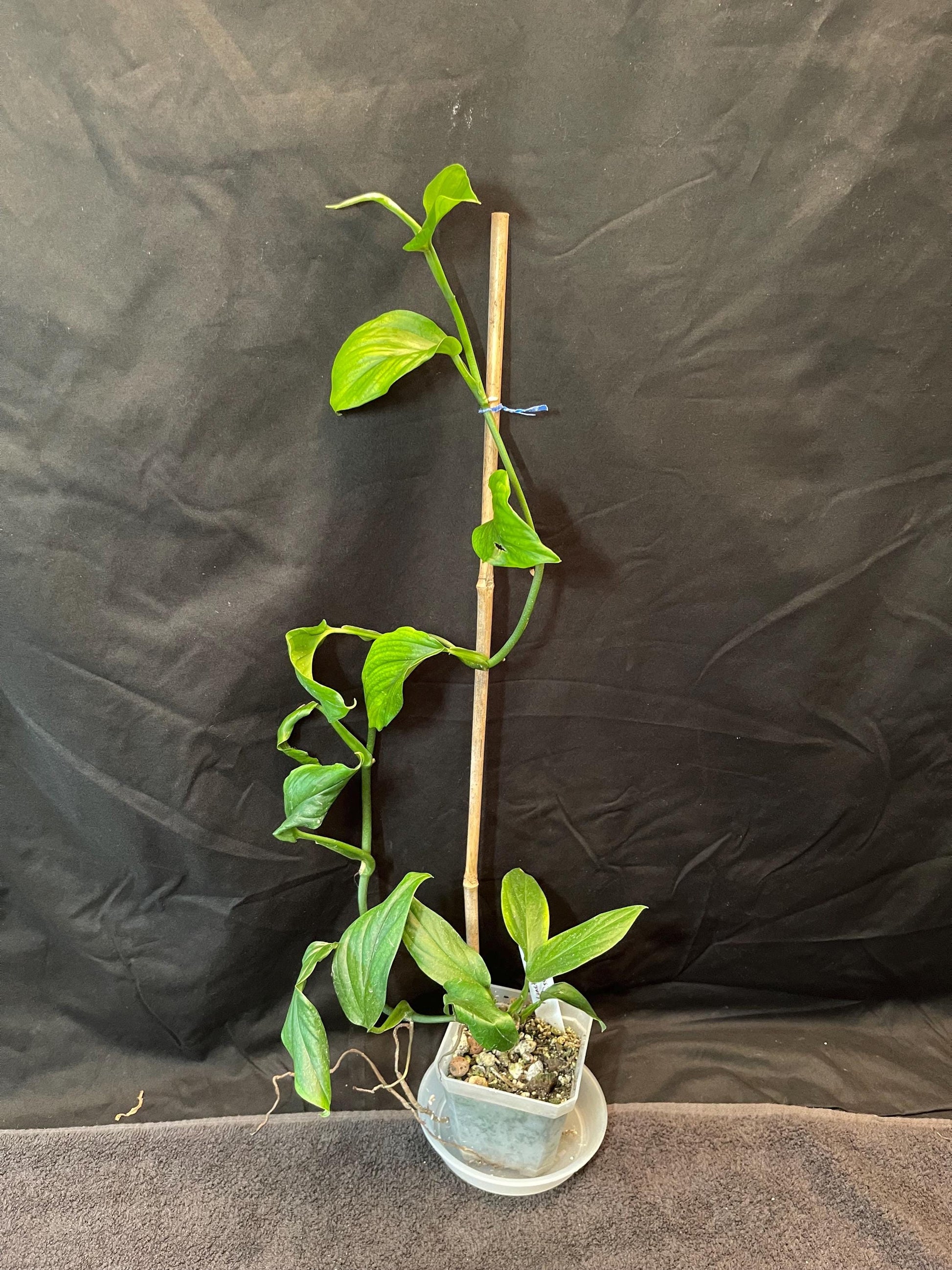 Monstera Dissecta