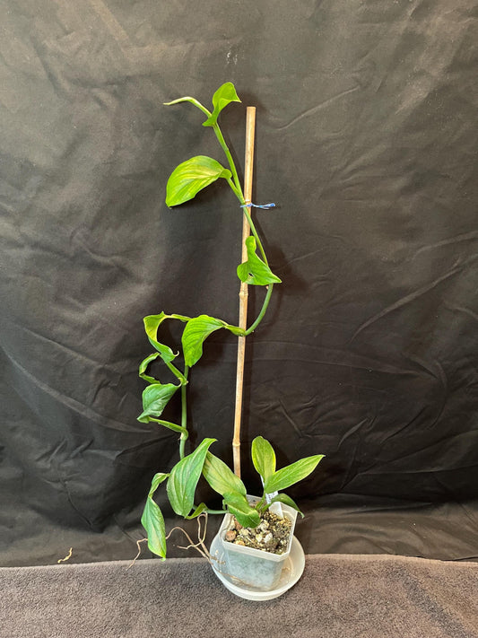 Monstera Dissecta