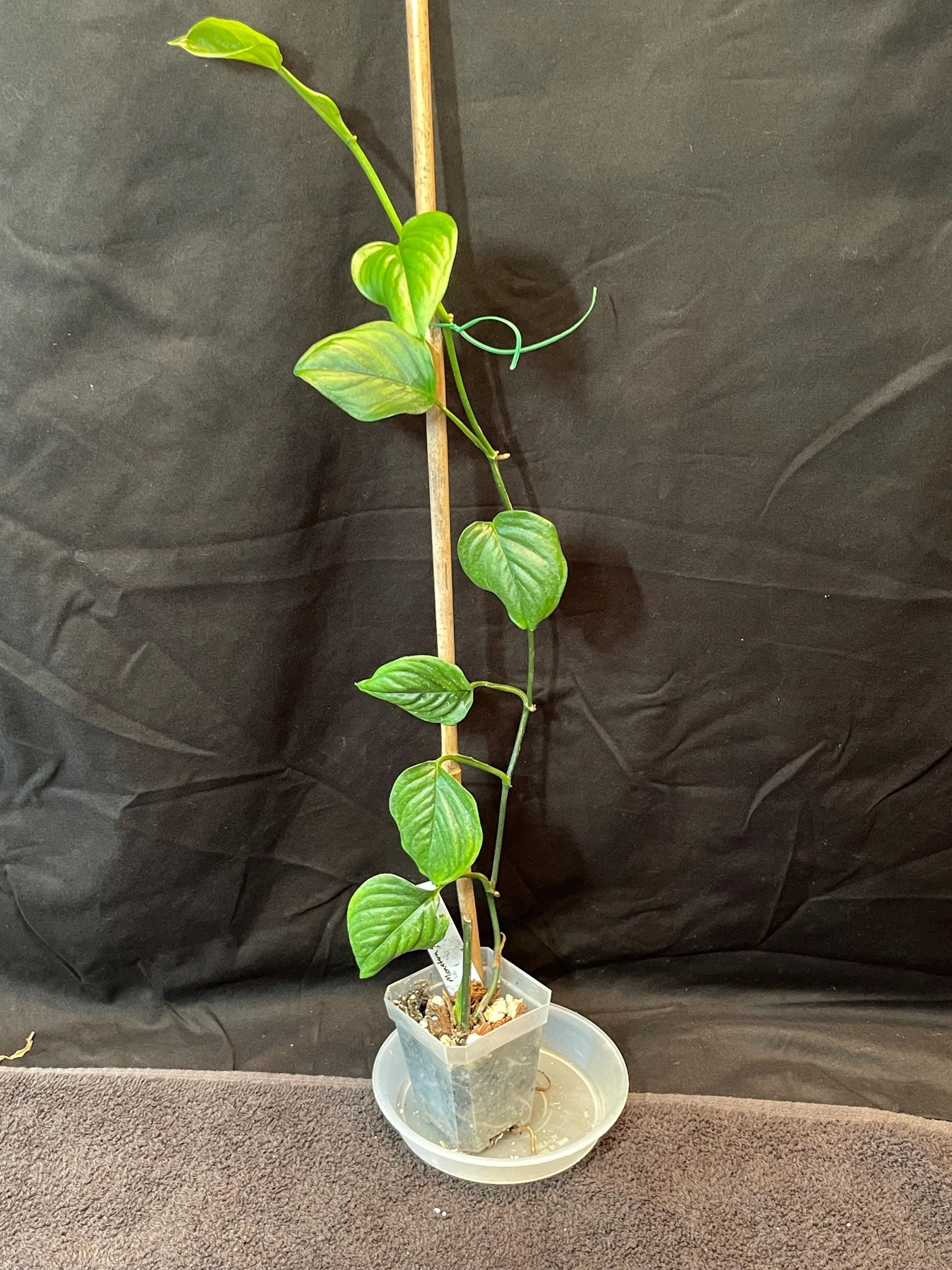 monstera sp plant Monstera sp. Cesar, Colombia – PileOPlants