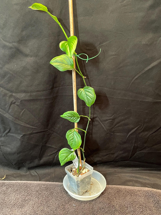 Monstera sp. Cesar, Colombia