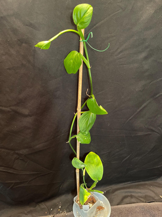 Monstera Lentii