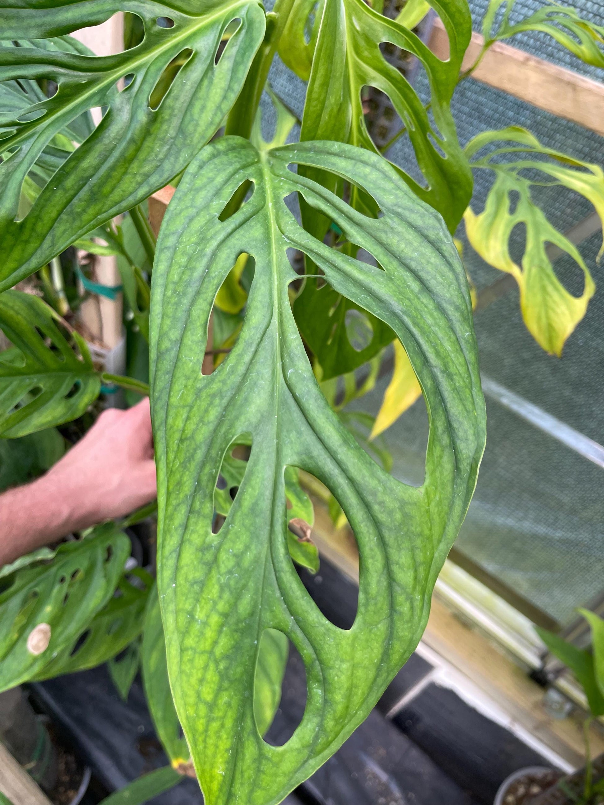 Monstera Obliqua Los Tayos