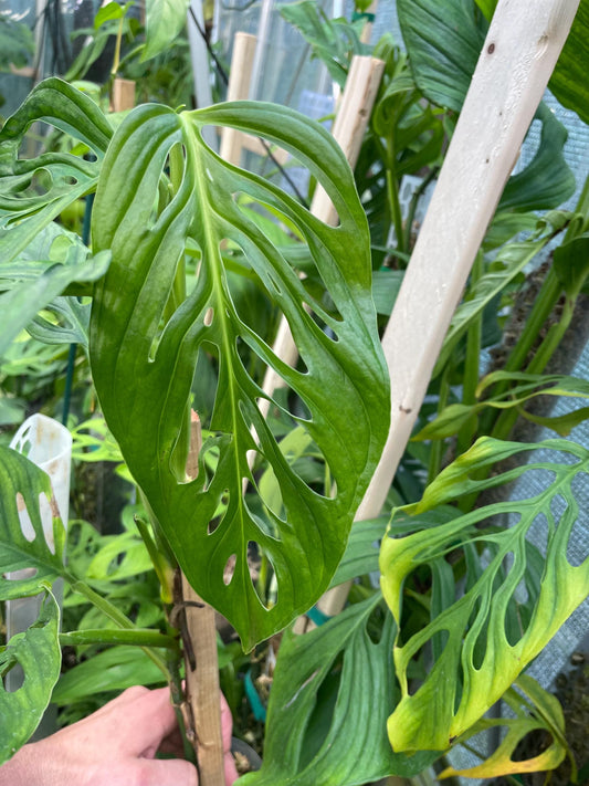 Monstera Obliqua Los Tayos