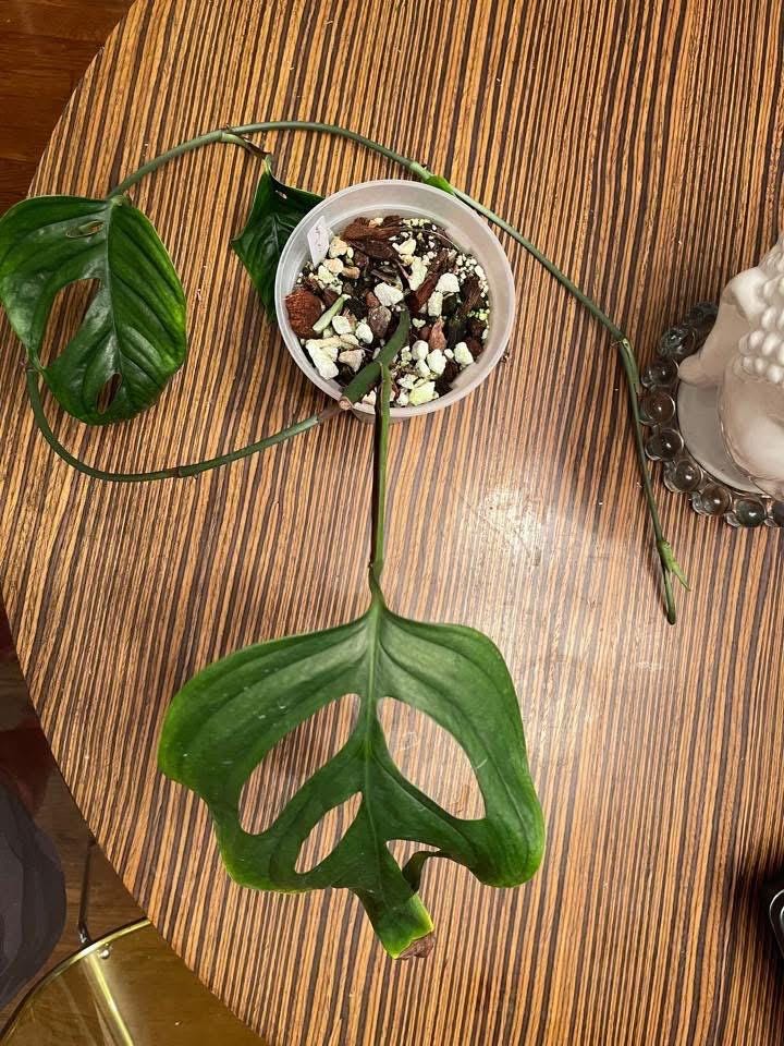 Monstera Obliqua Huanuco