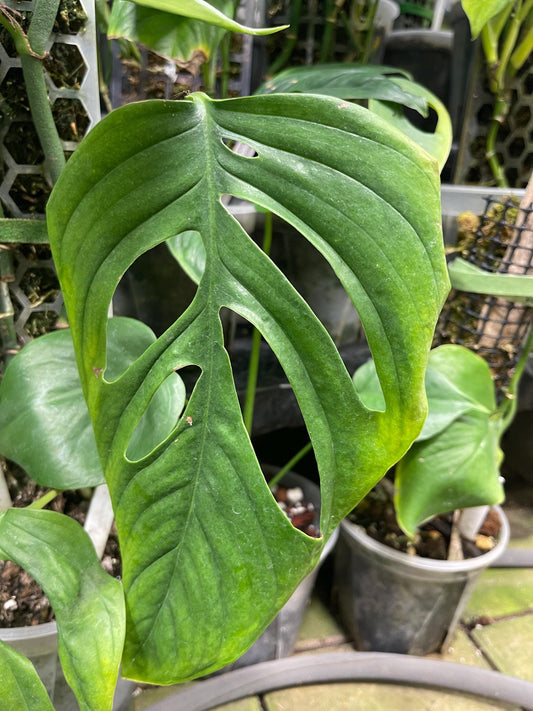 Monstera Obliqua Huanuco