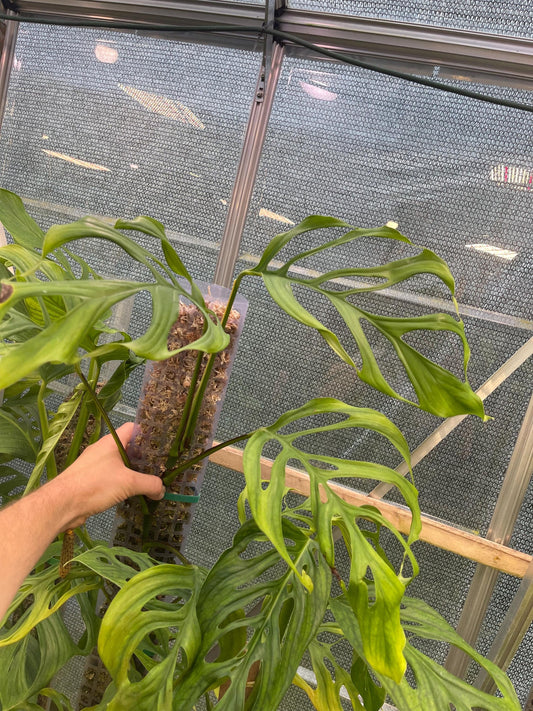 Monstera aff. obliqua Filamentous