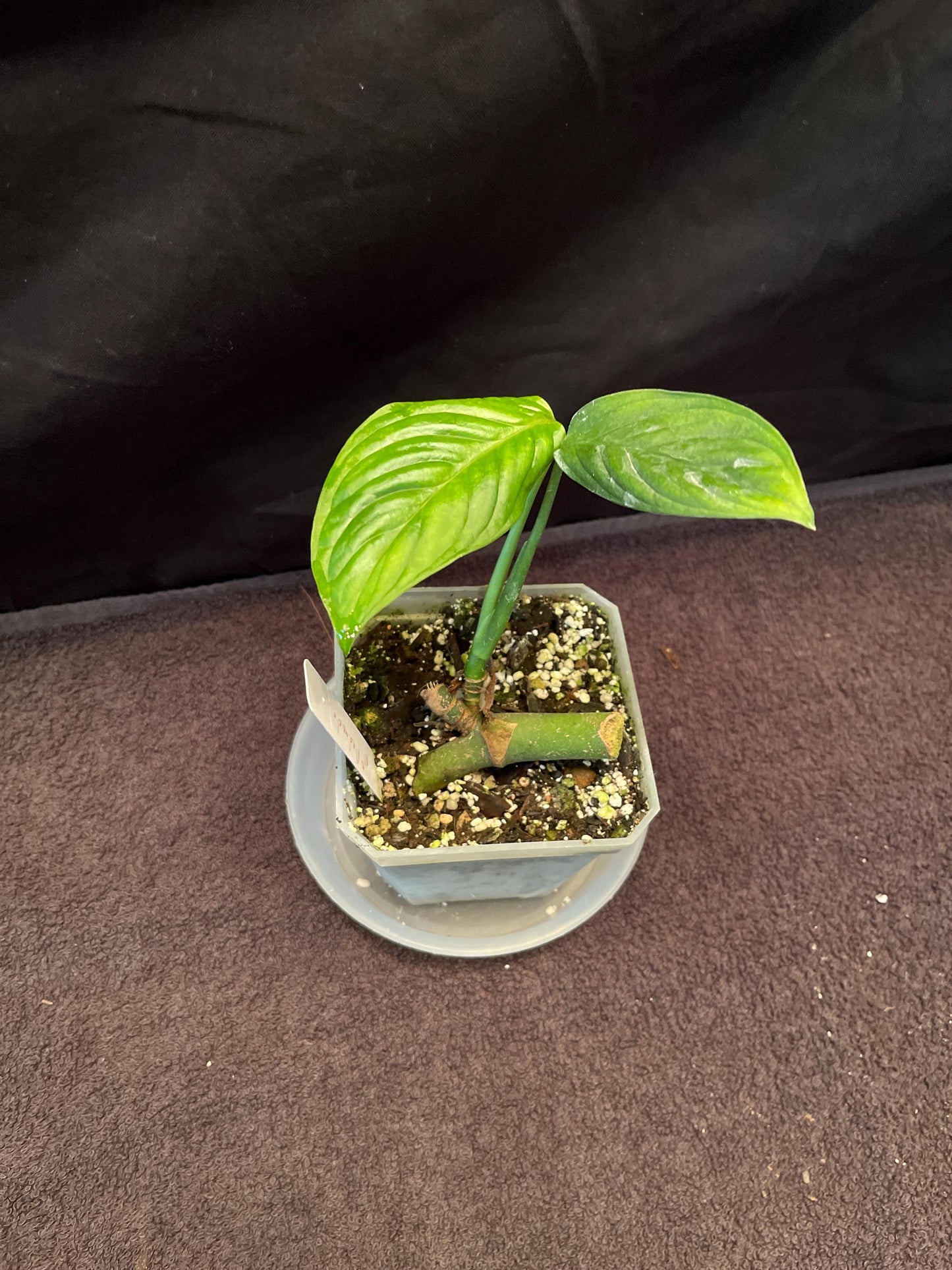 Monstera Obliqua Redondo
