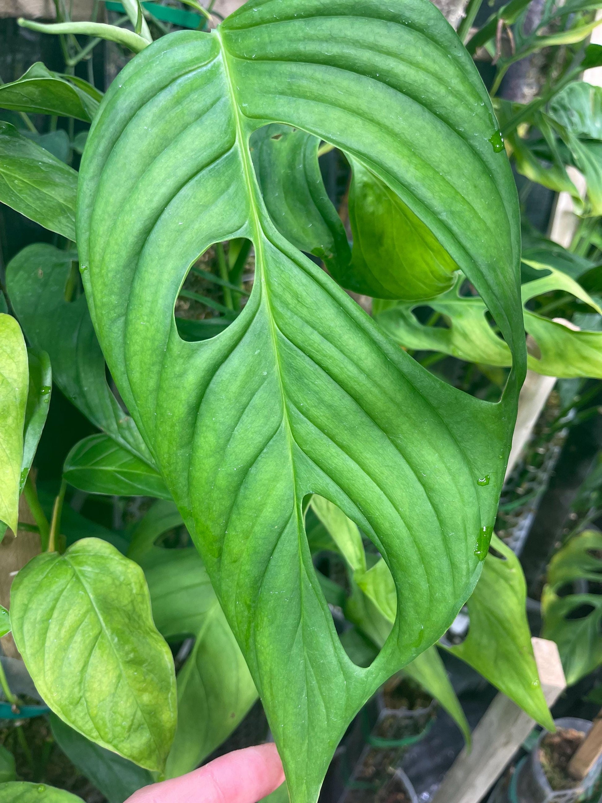 Monstera Obliqua Redondo