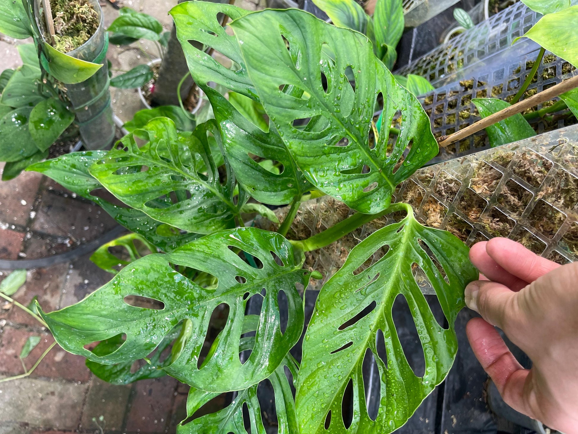 Monstera Obliqua Tena
