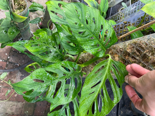 Monstera Obliqua Tena