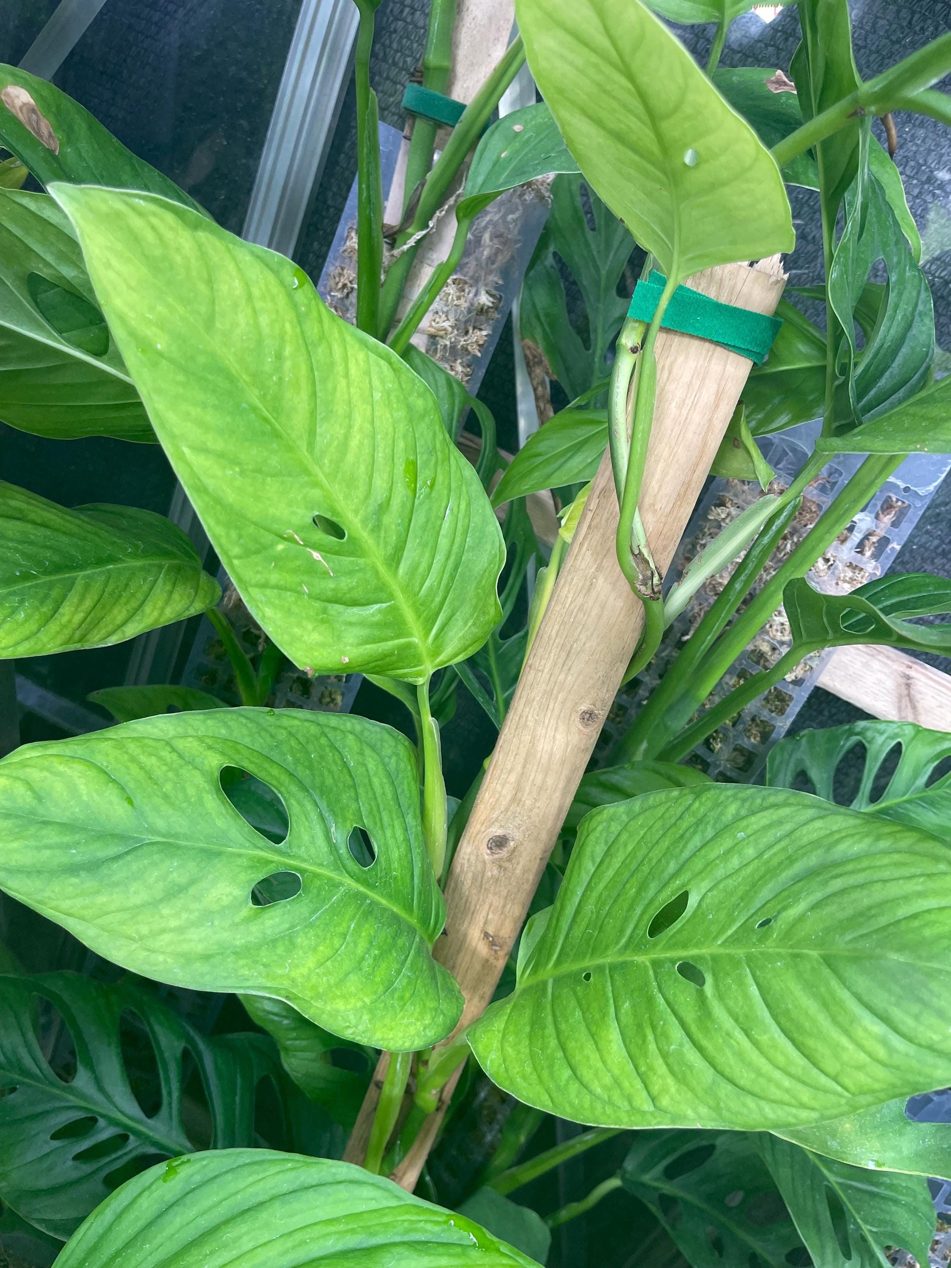 Monstera Obliqua Tamarindo