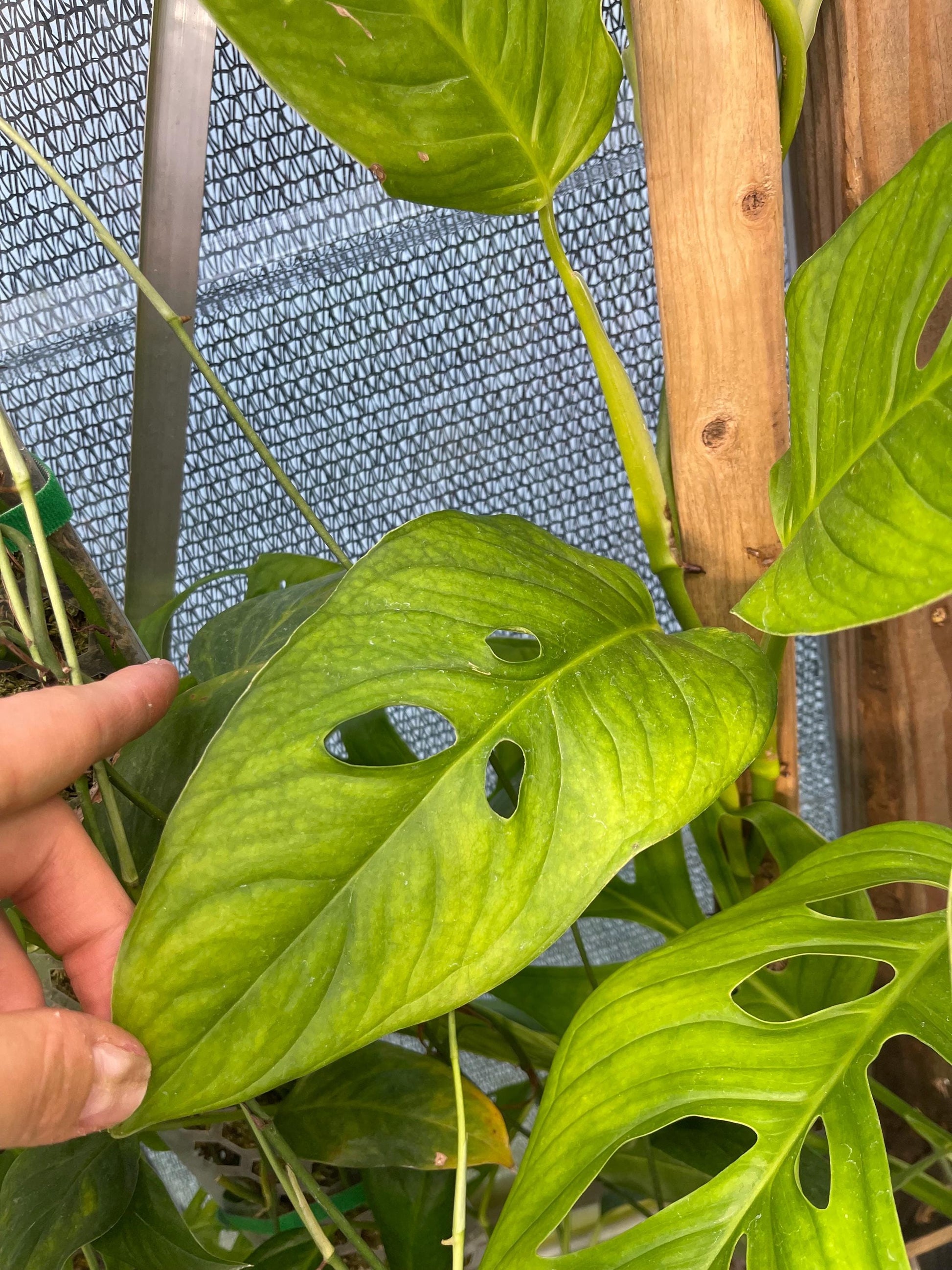 Monstera Obliqua Tamarindo