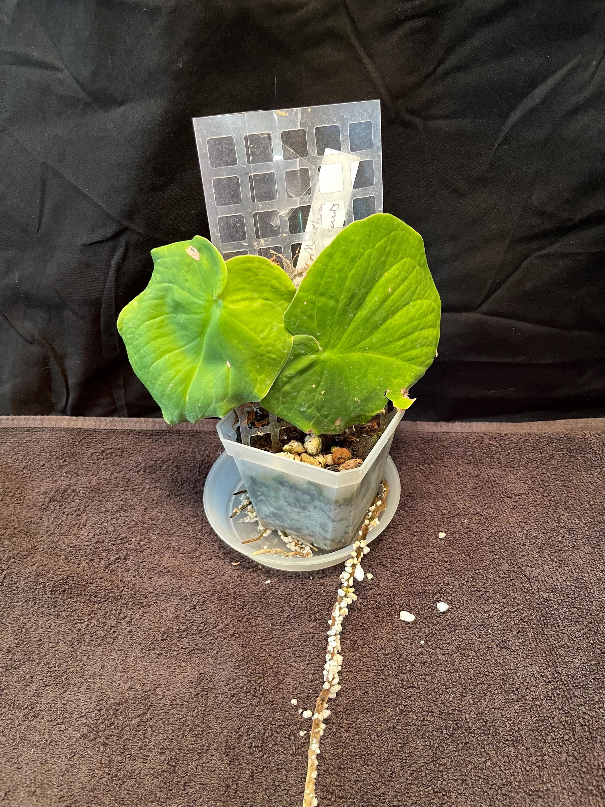 Monstera Tenuis