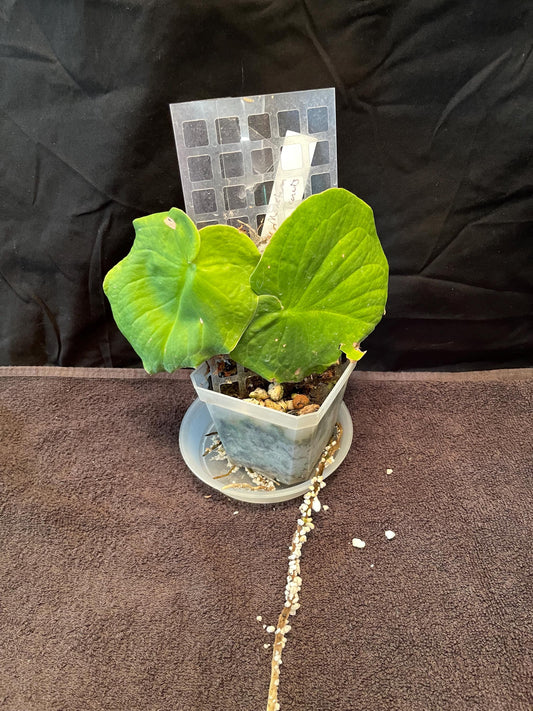 Monstera Tenuis