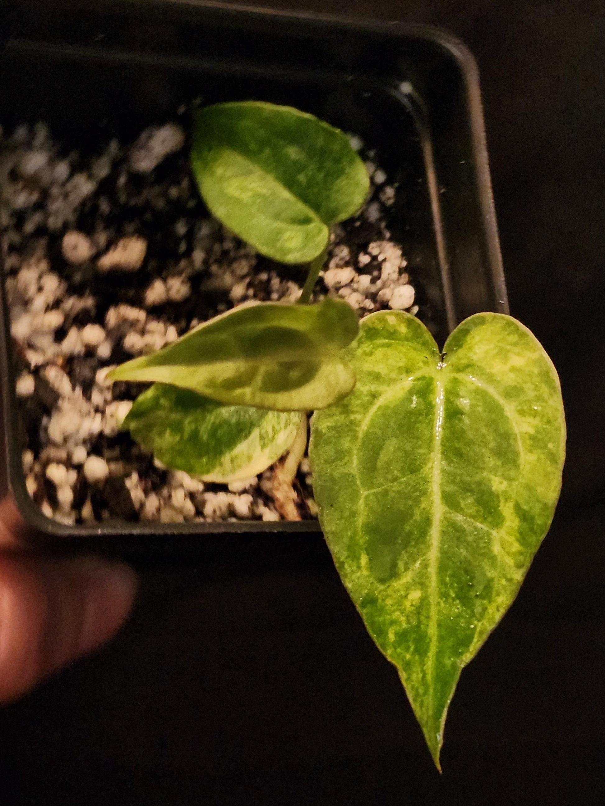 Anthurium NSE Red Crystallinum x Ace of Spades (*Rare Item*)