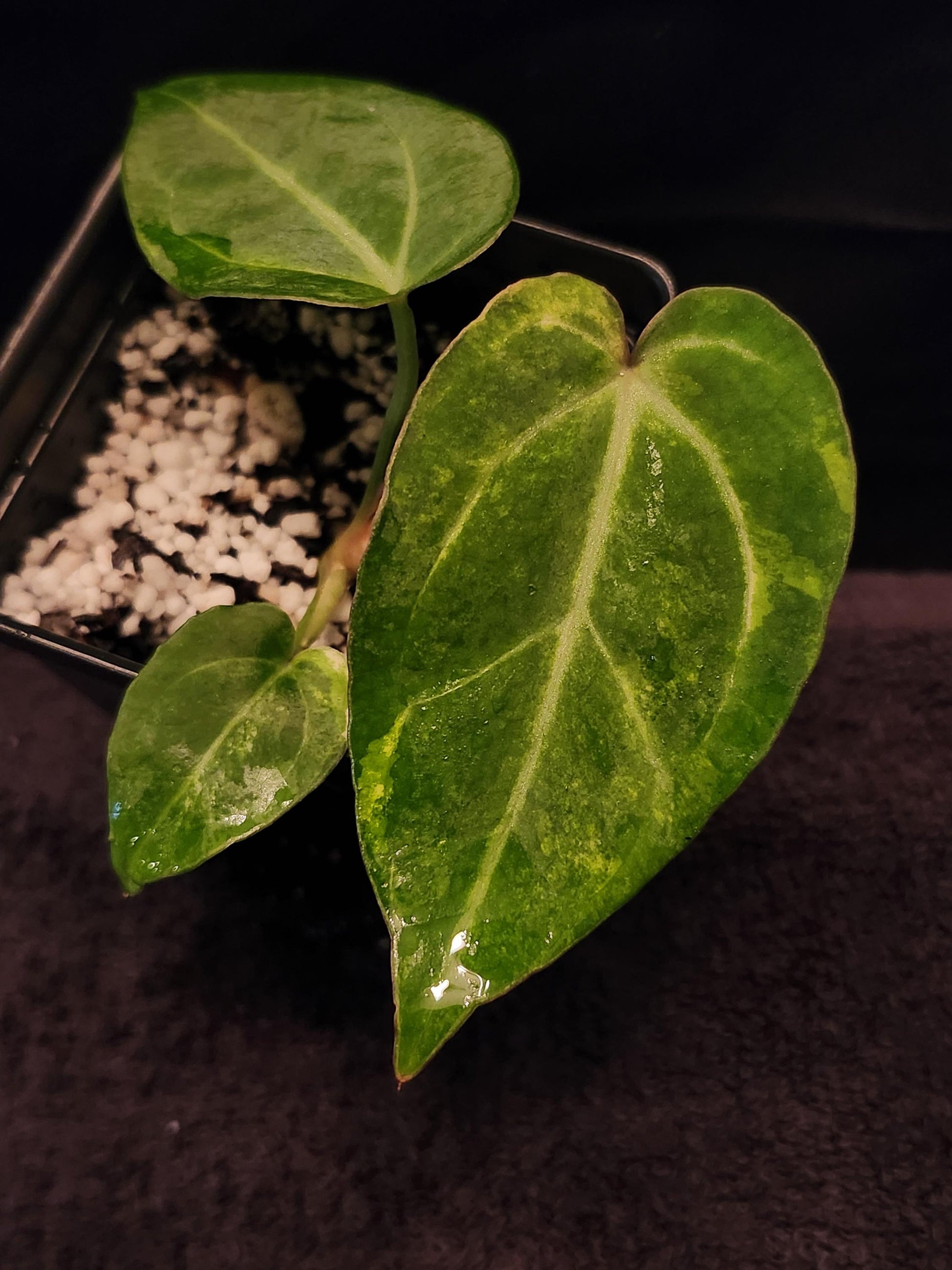 Anthurium NSE Red Crystallinum x Papillilaminum Variegated (*Rare Item*)