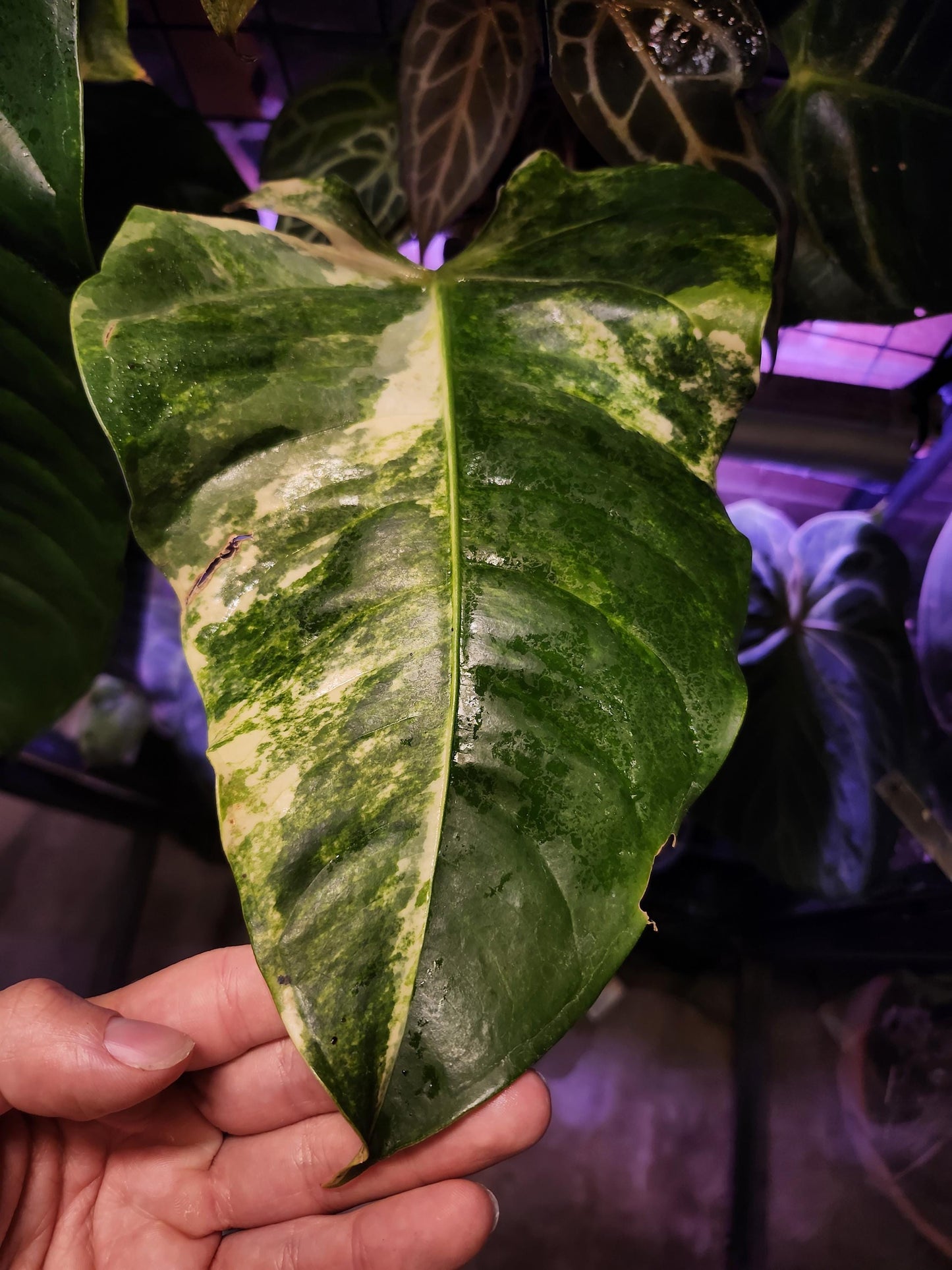 Anthurium Veitchii "The King" Variegated (*Rare Item*)