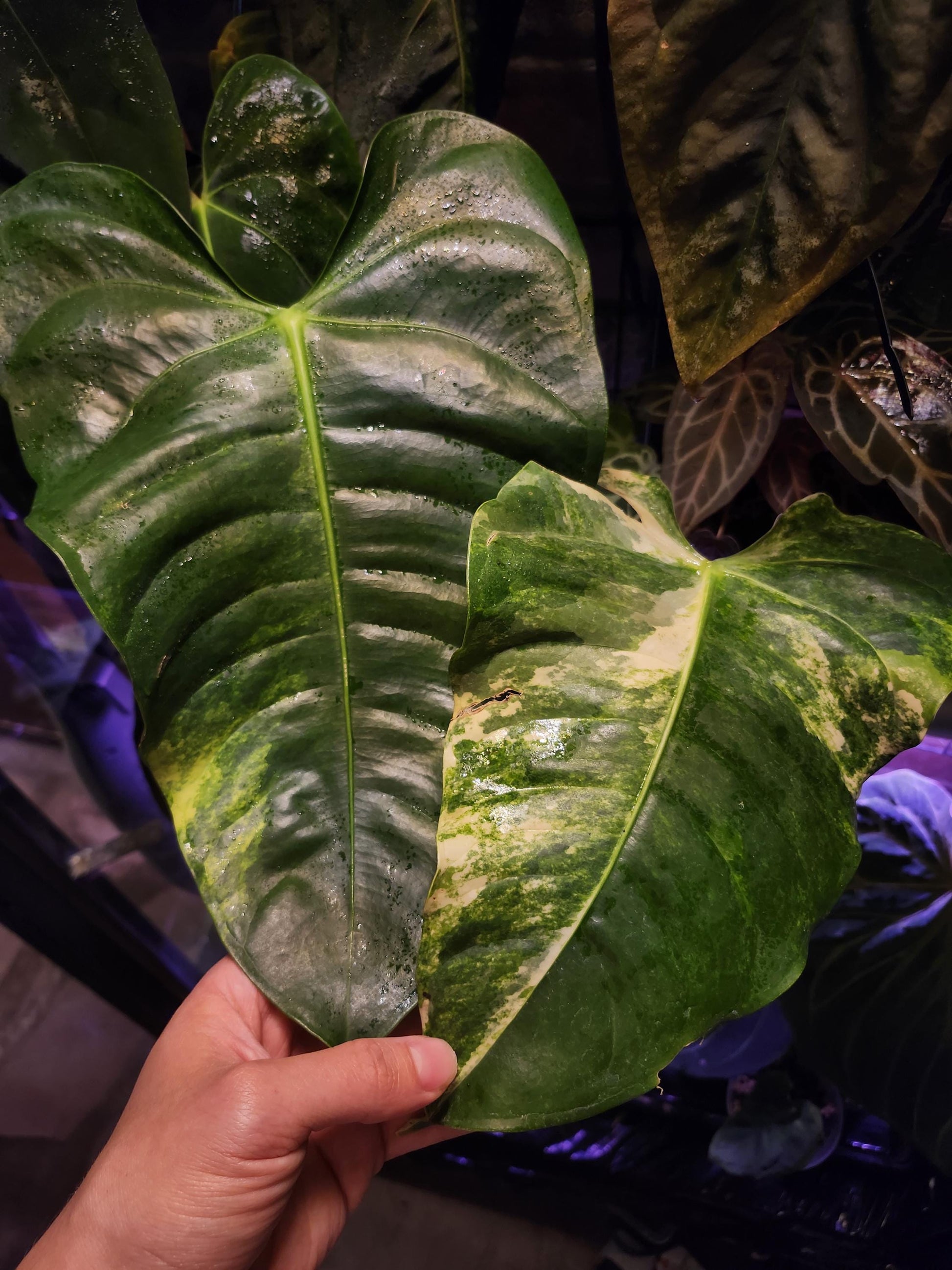 Anthurium Veitchii "The King" Variegated (*Rare Item*)