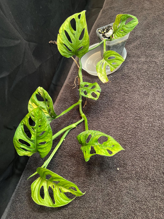 Monstera Adansonii Variegated Aurea