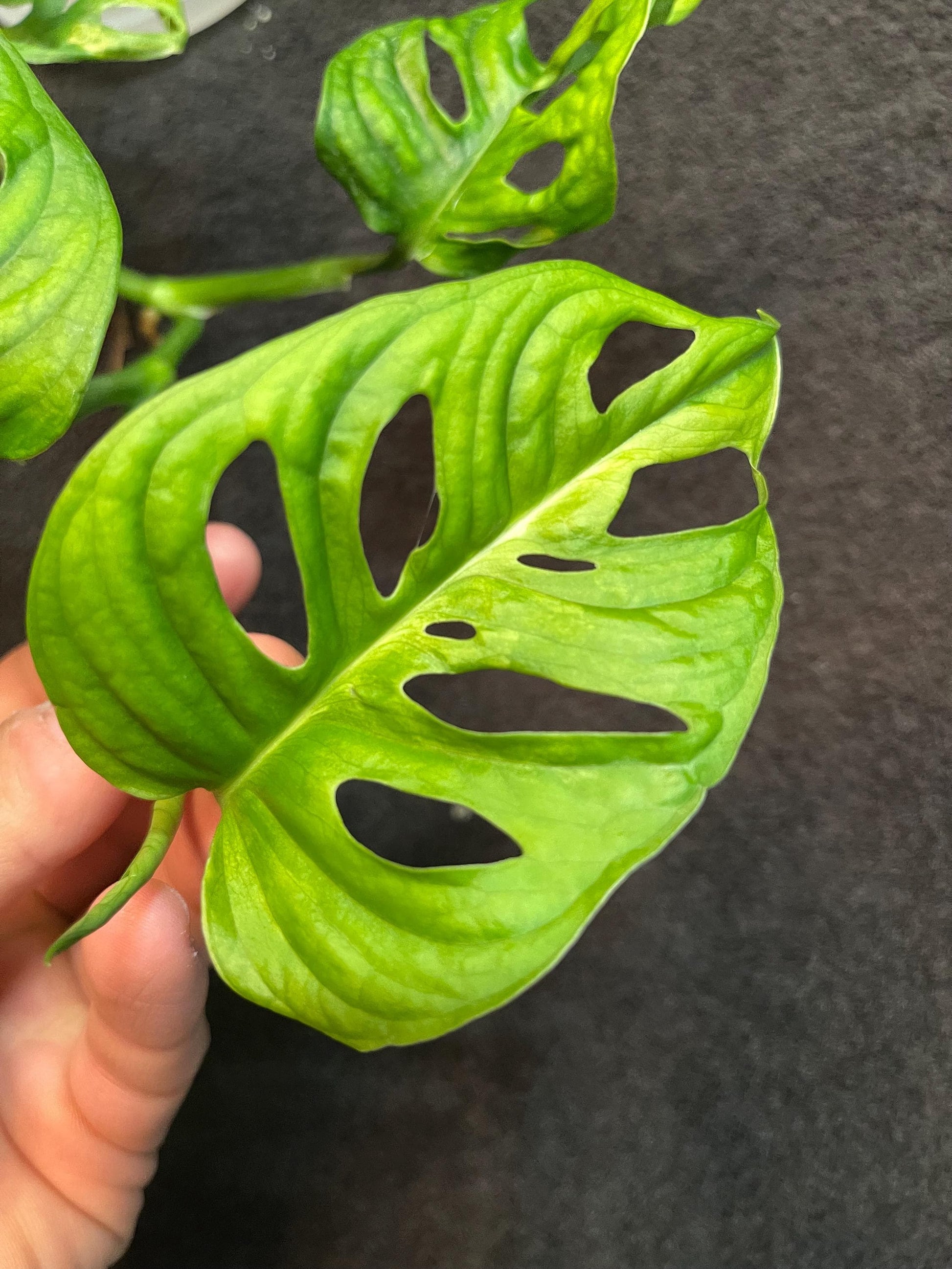 Monstera Adansonii Variegated Aurea