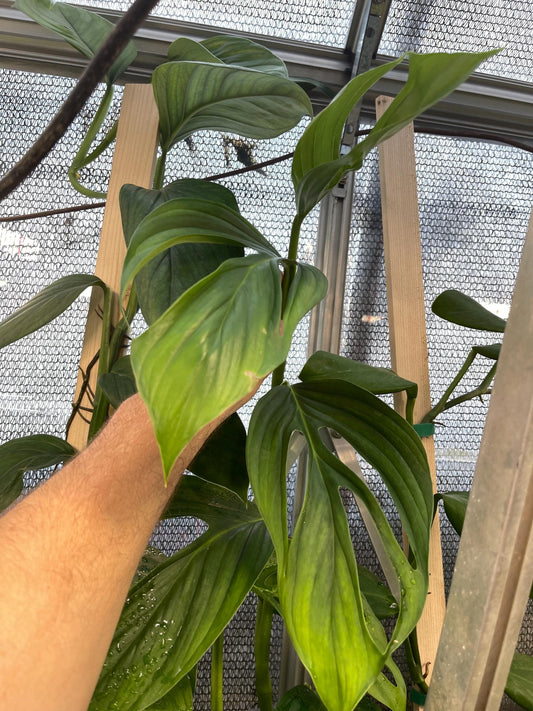 Monstera Adansonii Var. Explitivii