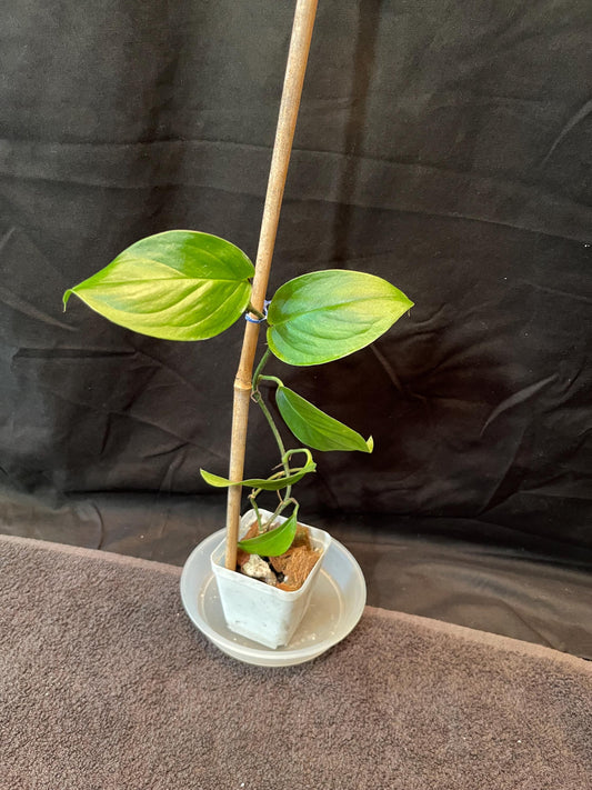 Monstera Costaricensis