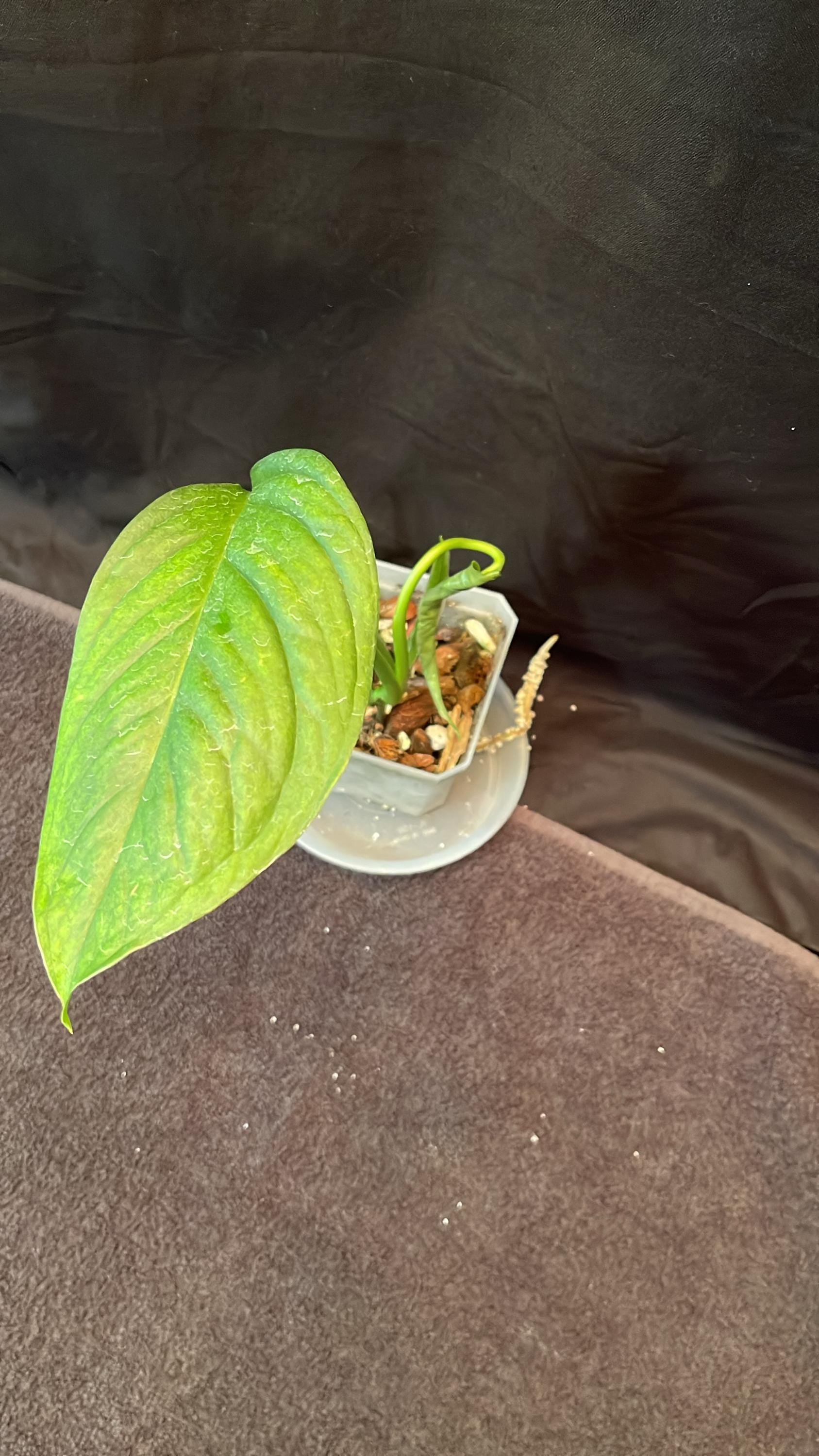 Monstera Calcali