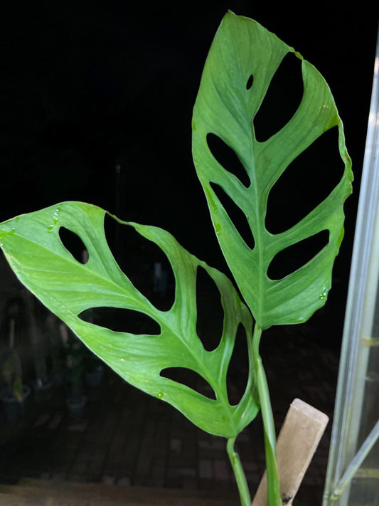 Monstera Calcali