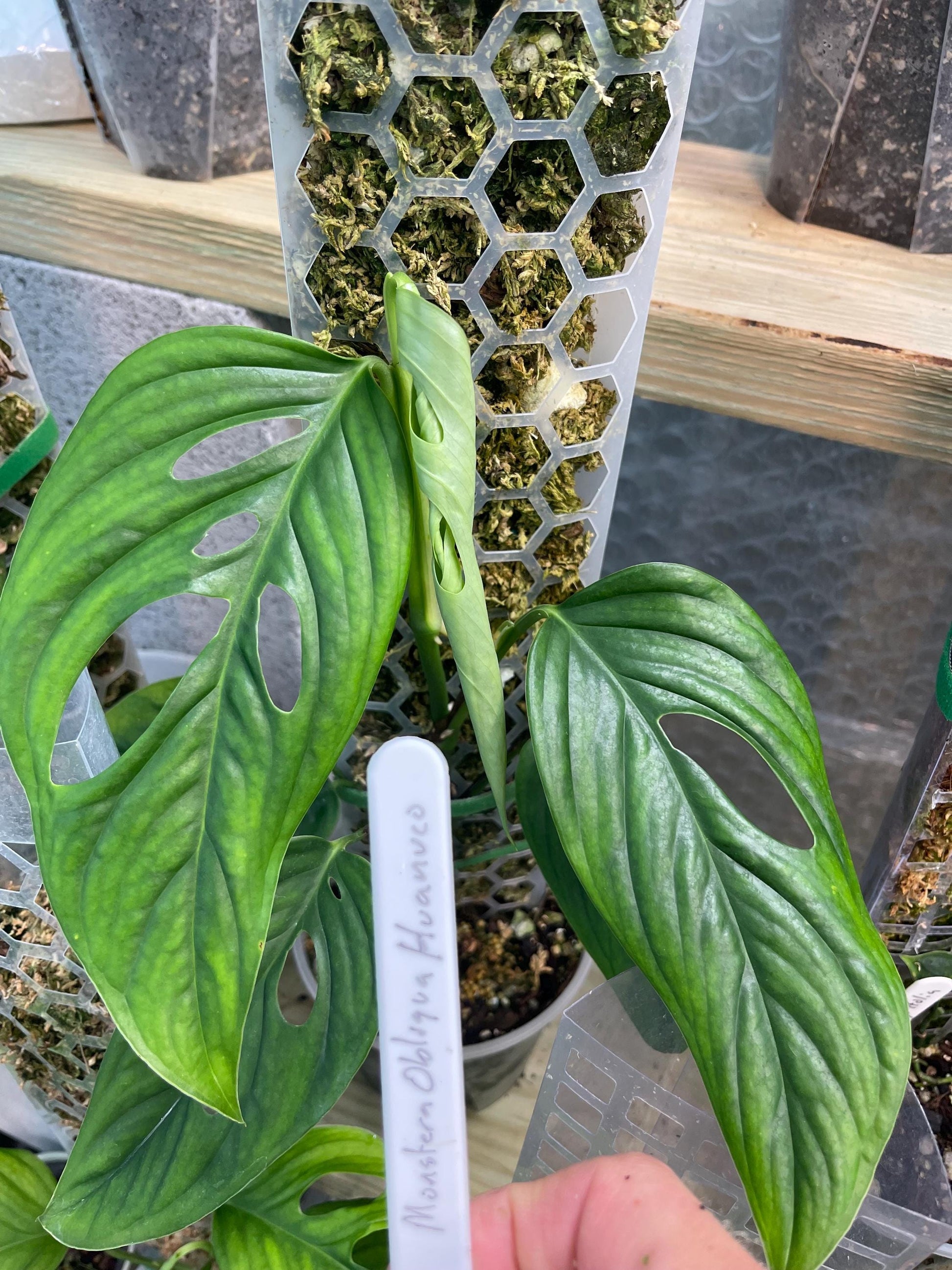 Monstera Obliqua Huanuco