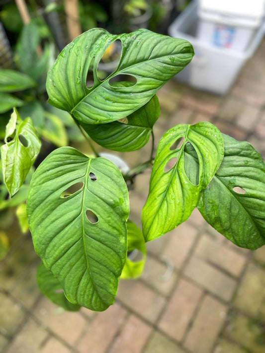 Monstera Obliqua cf Pangui