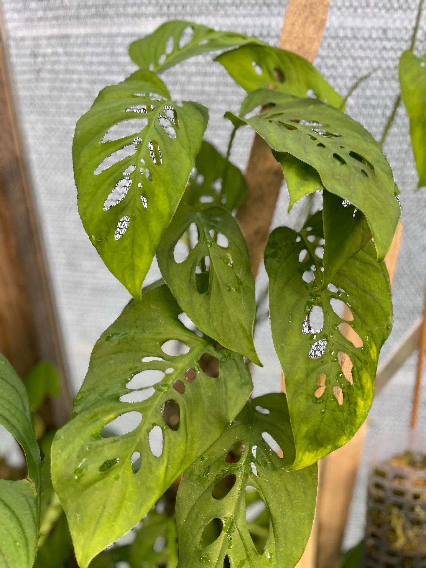 Monstera Sp Paradiso Costa Rica