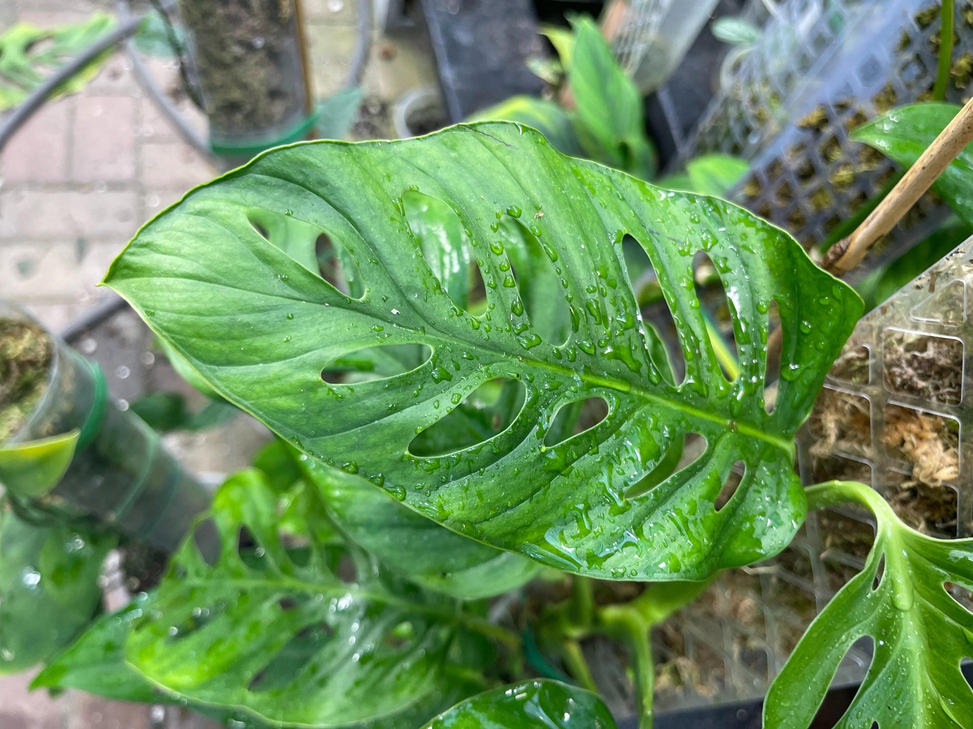Monstera Obliqua Tena