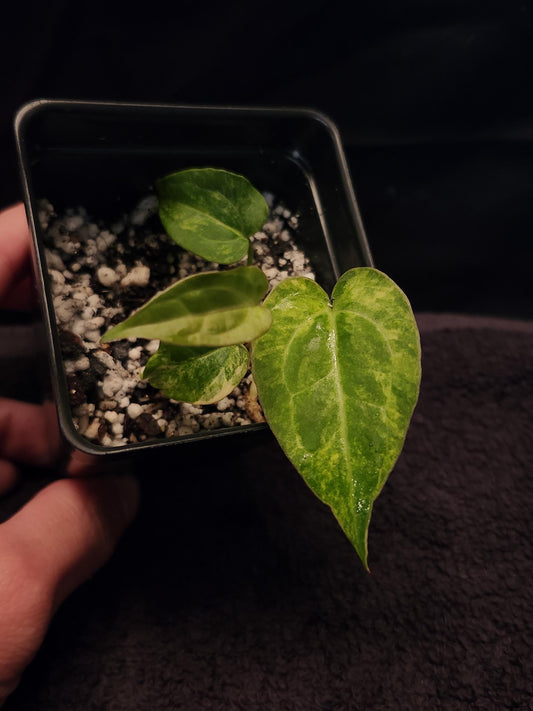 Anthurium NSE Red Crystallinum x Ace of Spades (*Rare Item*)