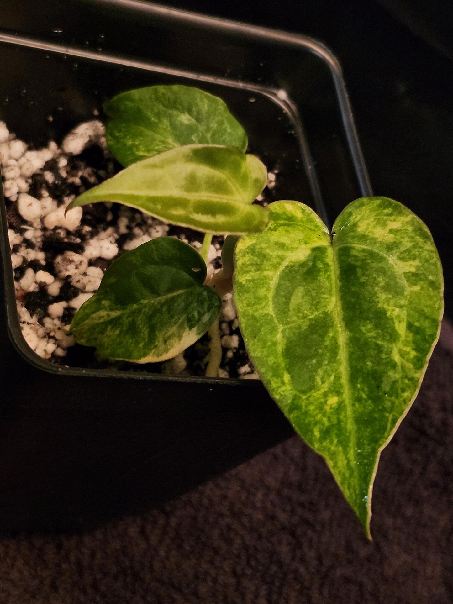 Anthurium NSE Red Crystallinum x Ace of Spades (*Rare Item*)