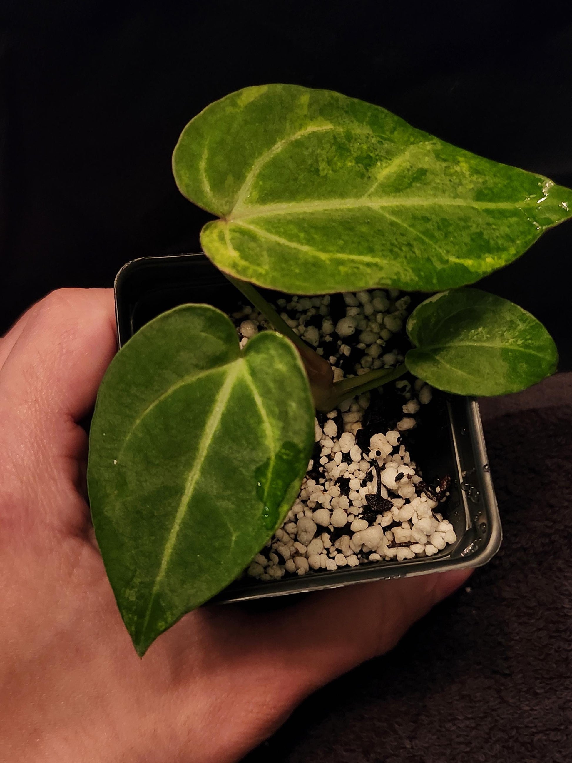 Anthurium NSE Red Crystallinum x Papillilaminum Variegated (*Rare Item*)