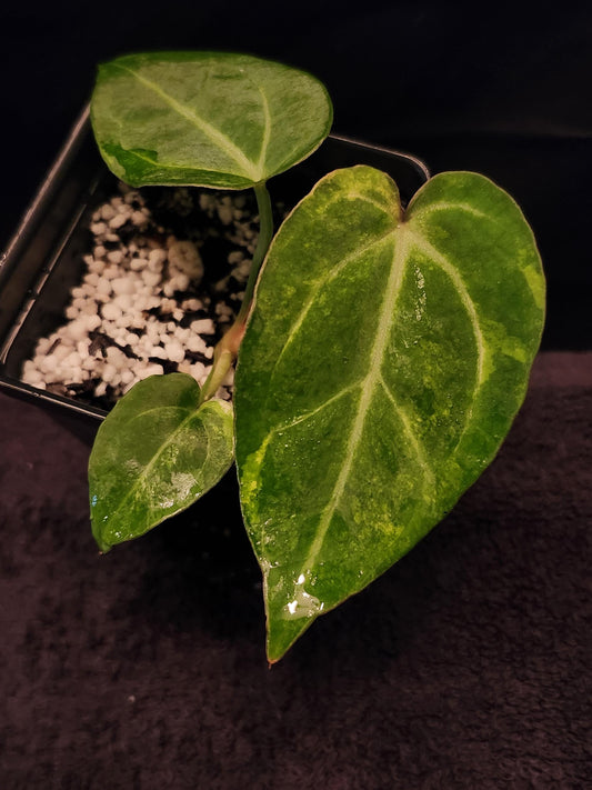 Anthurium NSE Red Crystallinum x Papillilaminum Variegated (*Rare Item*)