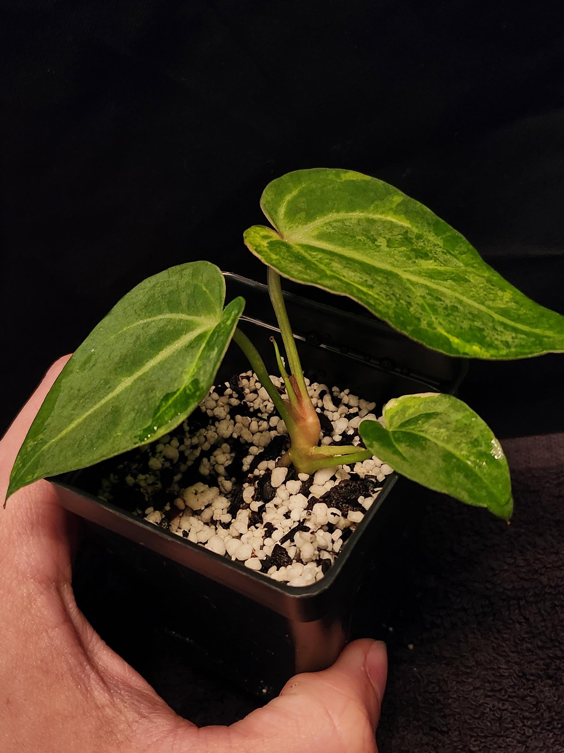 Anthurium NSE Red Crystallinum x Papillilaminum Variegated (*Rare Item*)