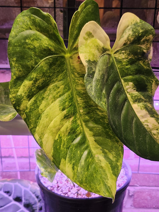 Anthurium Veitchii "The King" Variegated (*Rare Item*)