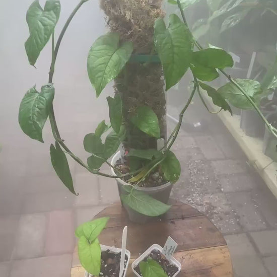 Monstera Membranacea