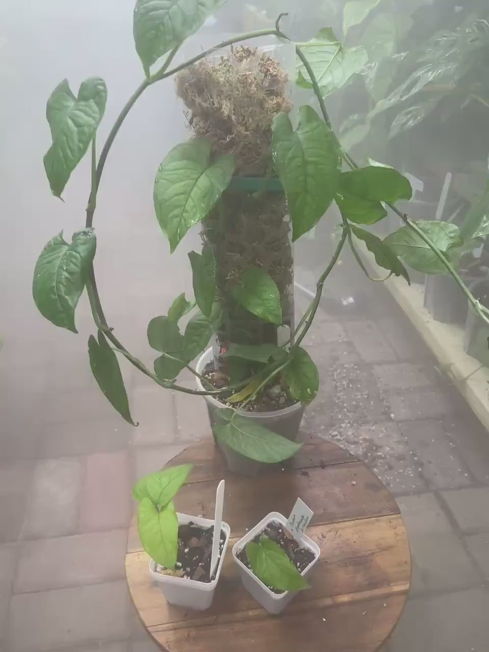 Monstera Membranacea