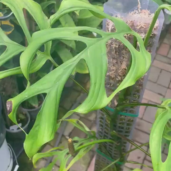 Monstera aff. obliqua Filamentous