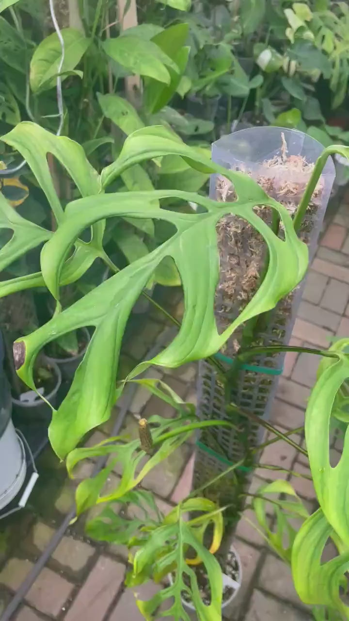 Monstera aff. obliqua Filamentous