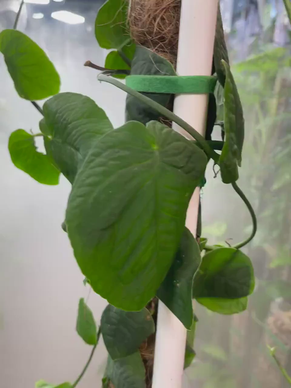 Monstera cf Tuberculata "Velvet Shingle" - 3 leaf with 3 nodes cuttings in moss.