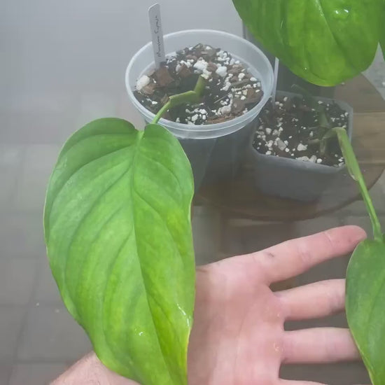 Monstera Egregia