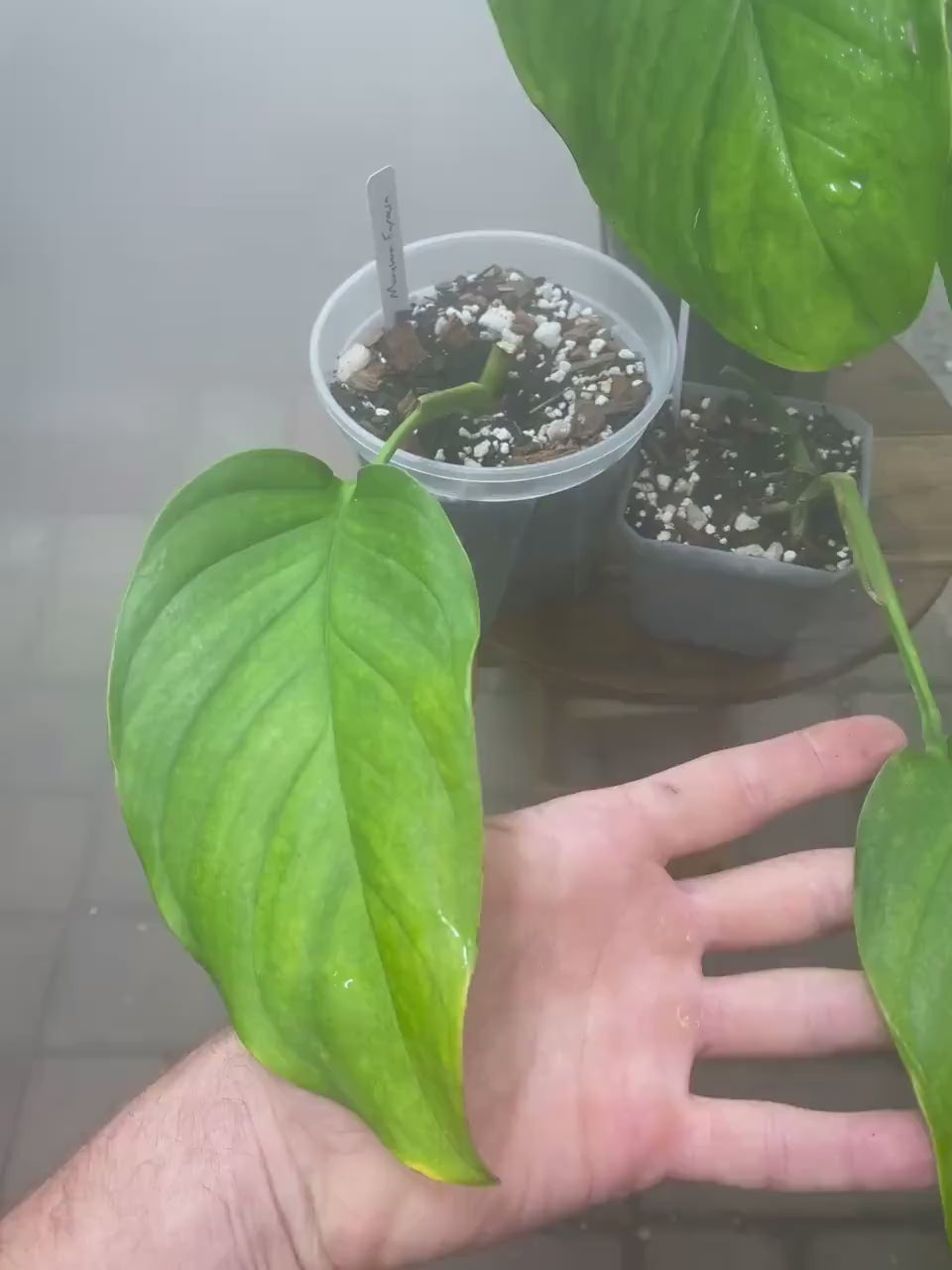 Monstera Egregia