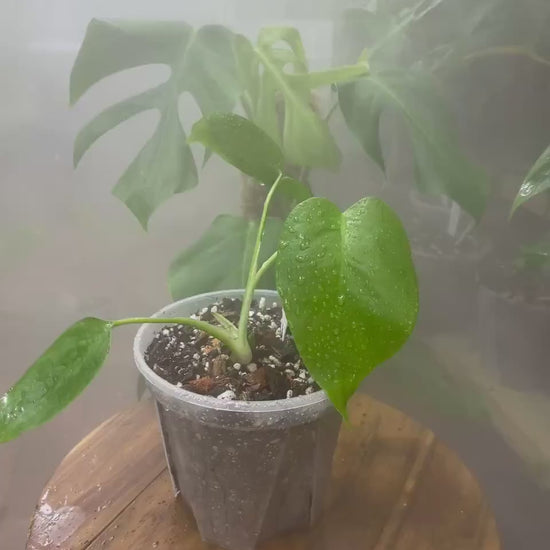 Monstera Deliciosa var. Sierrana Hawaiian Form